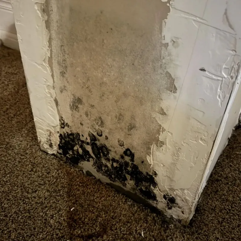 Professional Mold Removal in Nueces County, TX